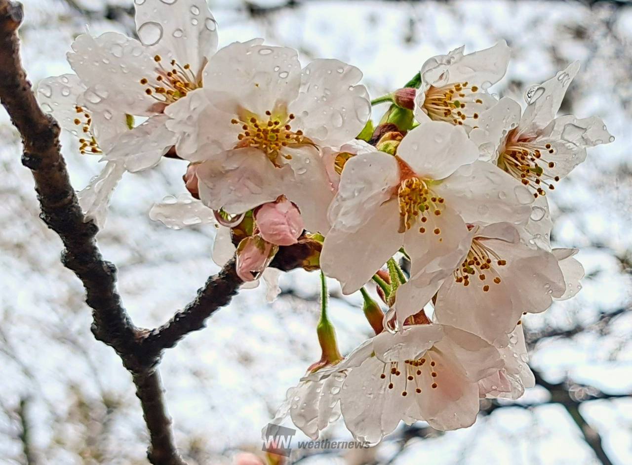 雨に濡れた桜🌸 注目の空の写真 ウェザーニュース