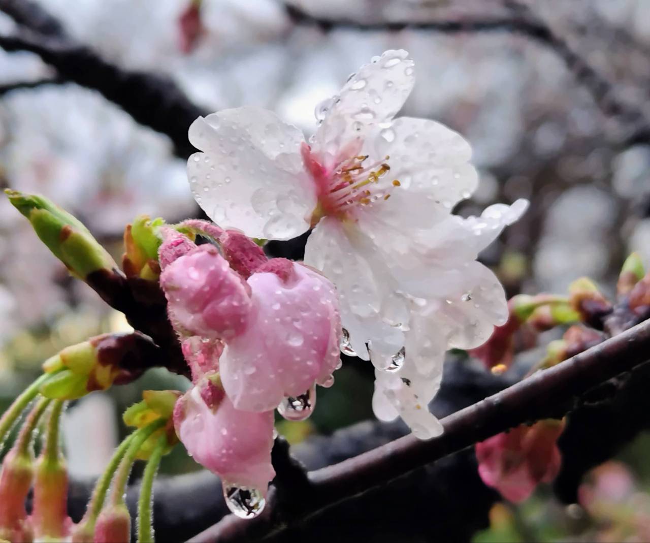 雨に濡れた桜🌸 注目の空の写真 ウェザーニュース