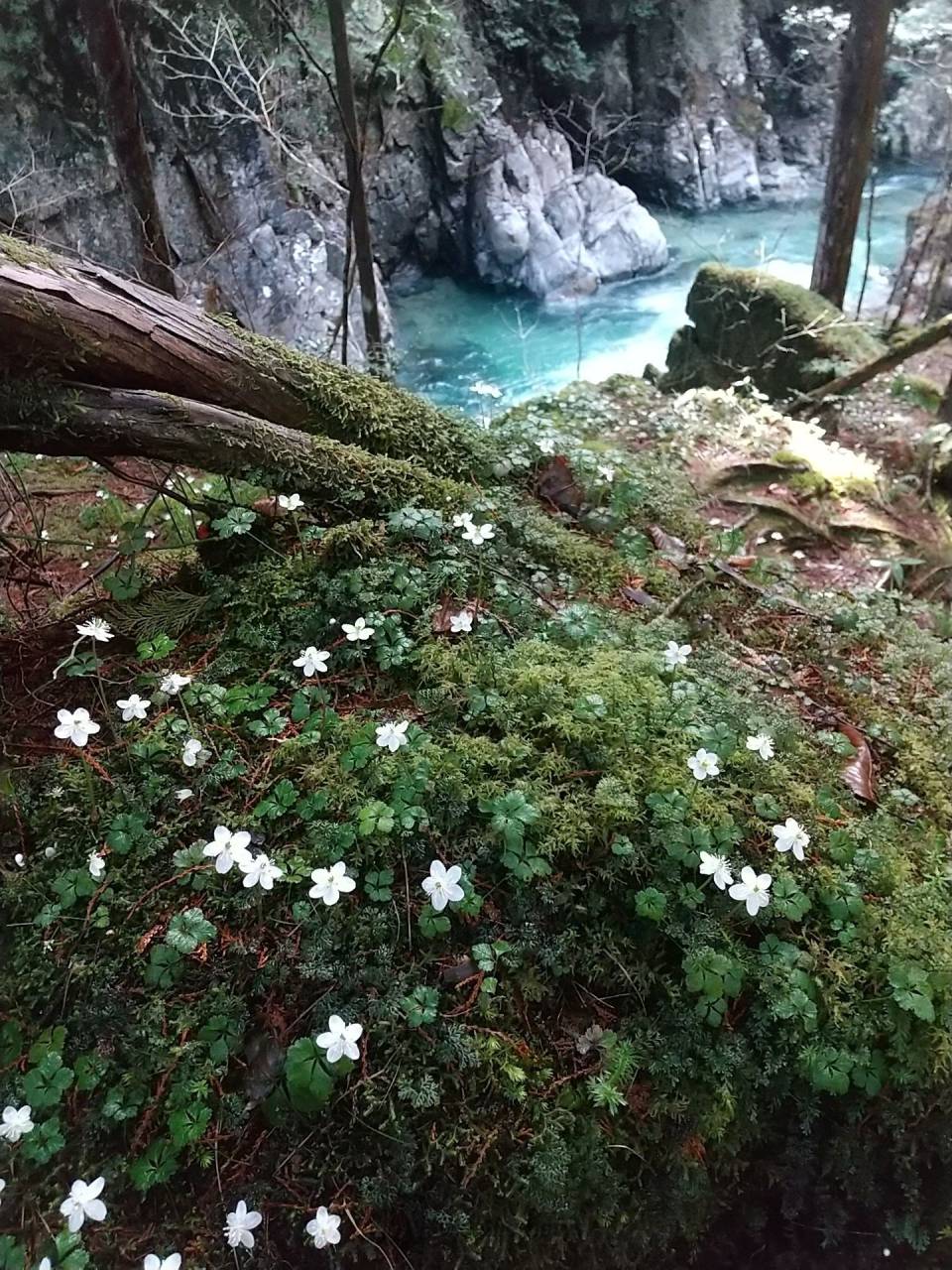 阿寺 渓谷 天気(01)