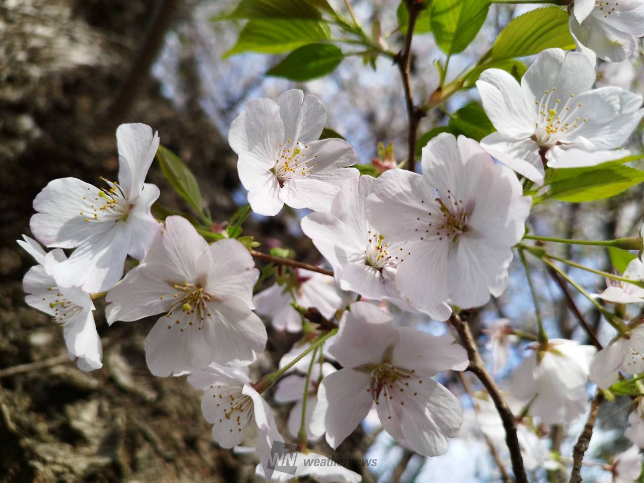 桜はまだ大丈夫？🌸 花の中心の色に注目 注目の空の写真 ウェザーニュース