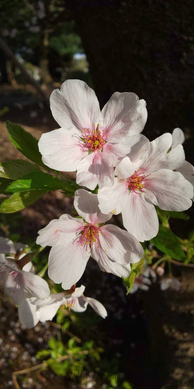 桜はまだ大丈夫？🌸 花の中心の色に注目 注目の空の写真 ウェザーニュース