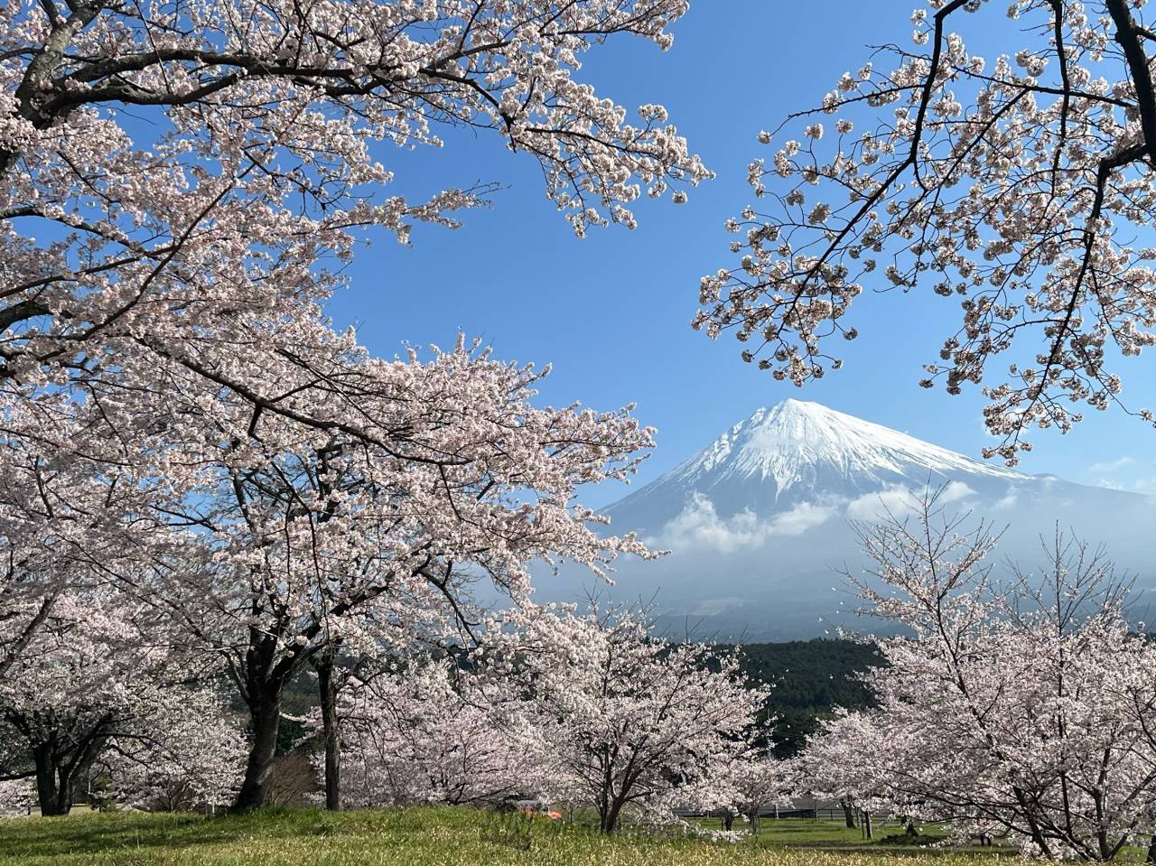 桜の花が満開です🌸...