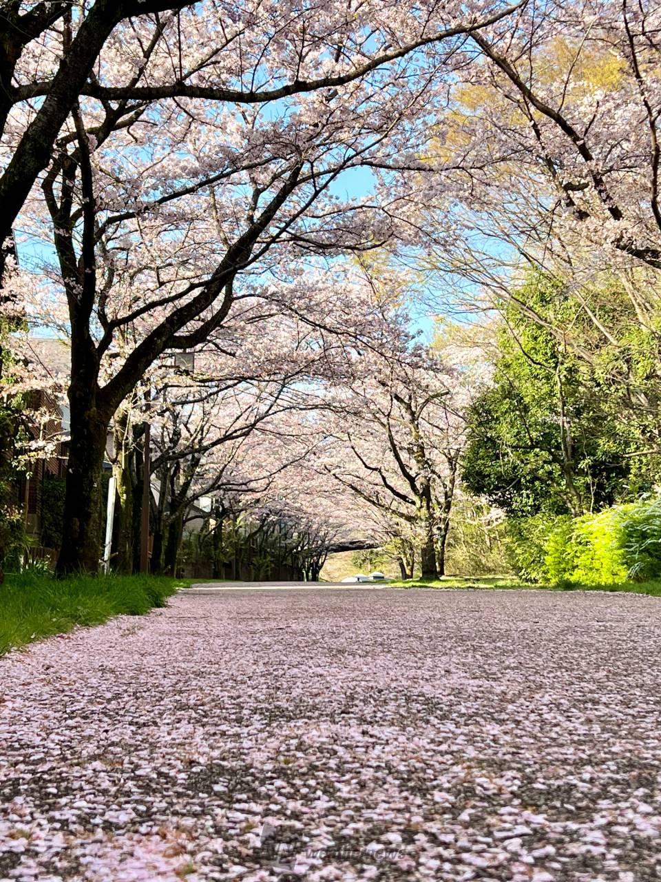 窓仕様】さくらの開花 桜の木 チェリーブラッサム 八重桜 壁紙ポスター パノラマ窓仕様】さくらの開花 桜の木 チェリーブラッサム 八重桜 壁紙ポスター  絵画風 壁紙ポスター（はがせるシール式） 『キャラクロ』 のオフィシャルショップ【キャラクロShop】｜Character ..., image size:960x1280