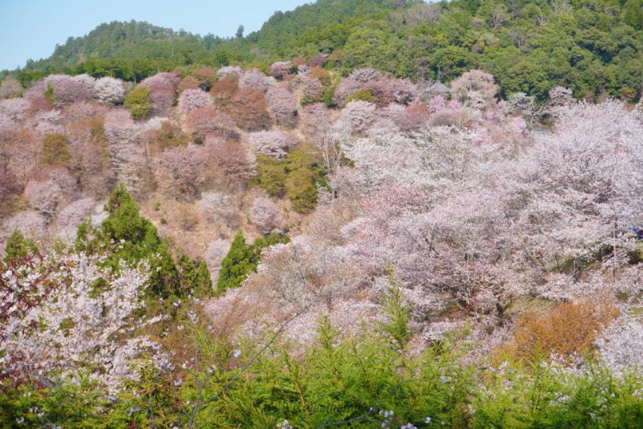 如意輪寺方面の彩り...