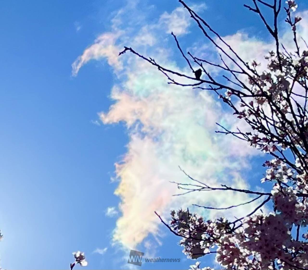 青空に浮かぶ虹色の雲 注目の空の写真 ウェザーニュース