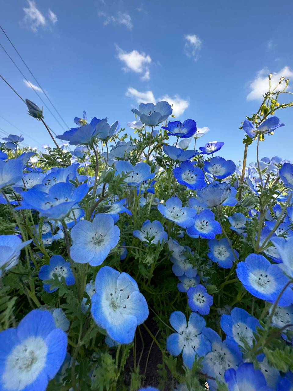ネモフィラが綺麗 注目の空の写真 ウェザーニュース
