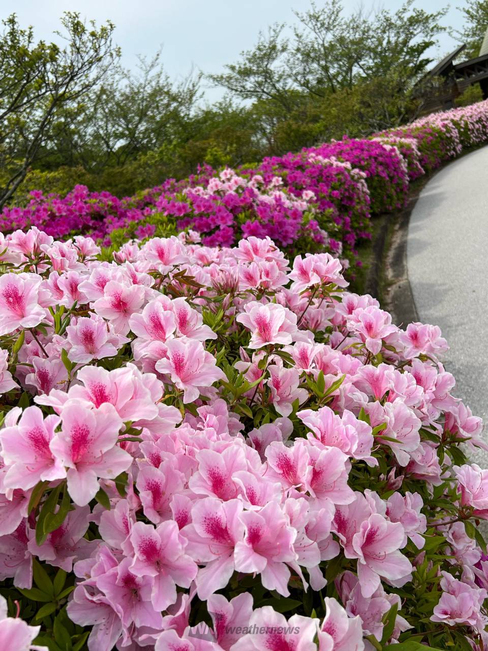 ツツジとサツキ咲いてるのは？ 注目の空の写真 ウェザーニュース