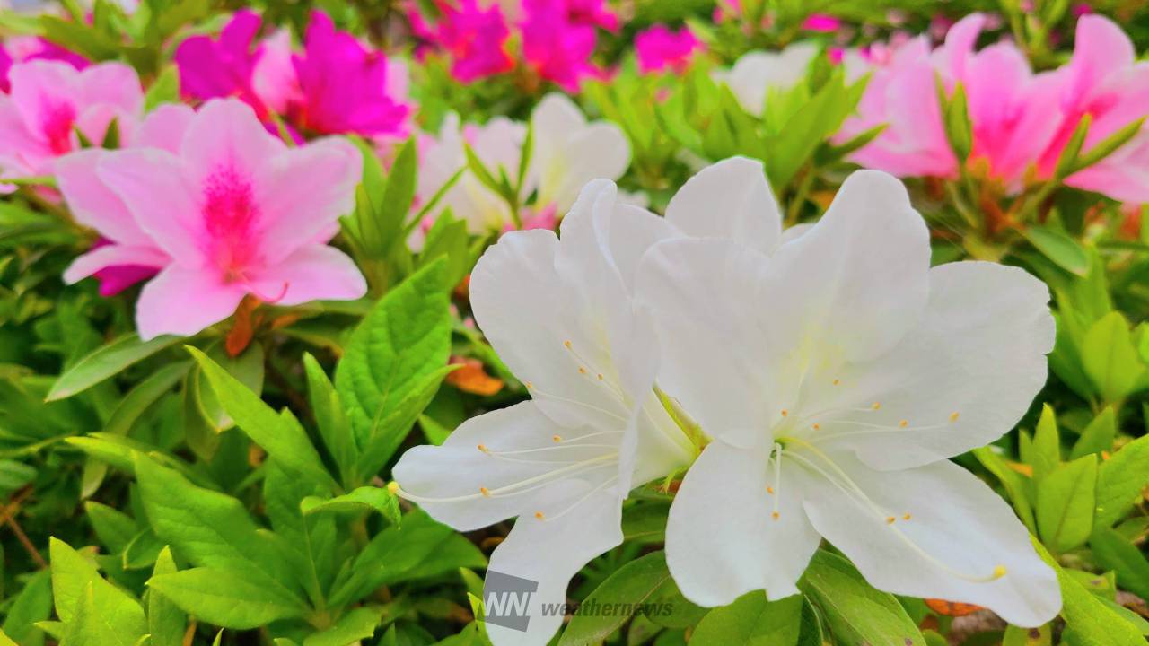 ツツジの咲く頃(フレーム付き) ツツジとサツキ咲いてるのは？ 注目の空の写真 ウェザーニュース