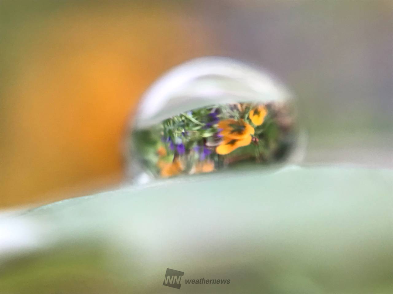 雨のしずくアート 注目の空の写真 ウェザーニュース