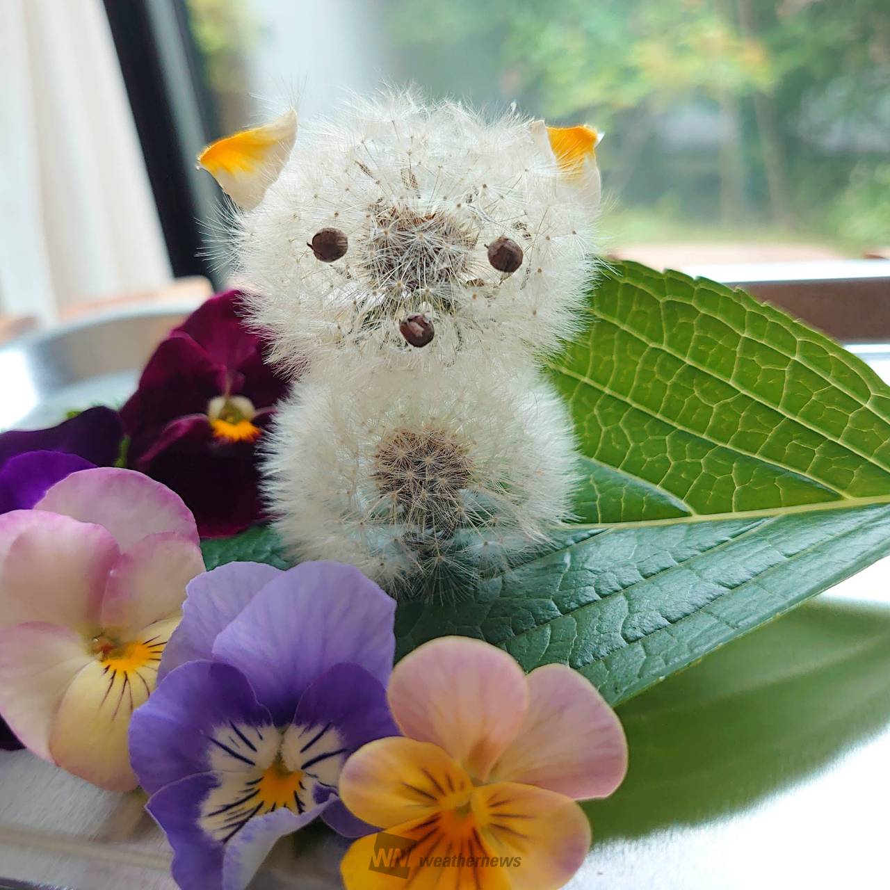 たんぽぽアートに挑戦！ 注目の空の写真 ウェザーニュース