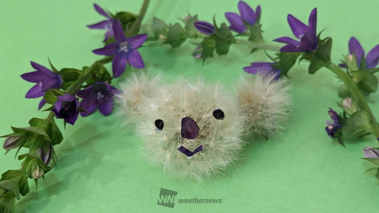 たんぽぽ　 7845910257-010_MAIN.jpg?v=