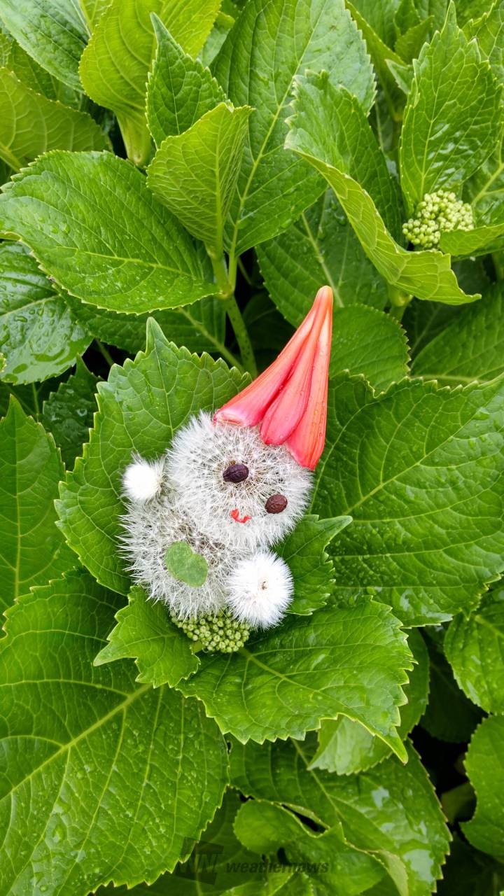 たんぽぽアートに挑戦！ 注目の空の写真 ウェザーニュース