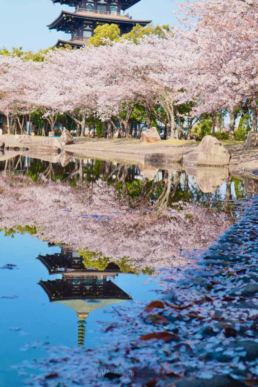 桜の絶景写真 注目の空の写真 ウェザーニュース