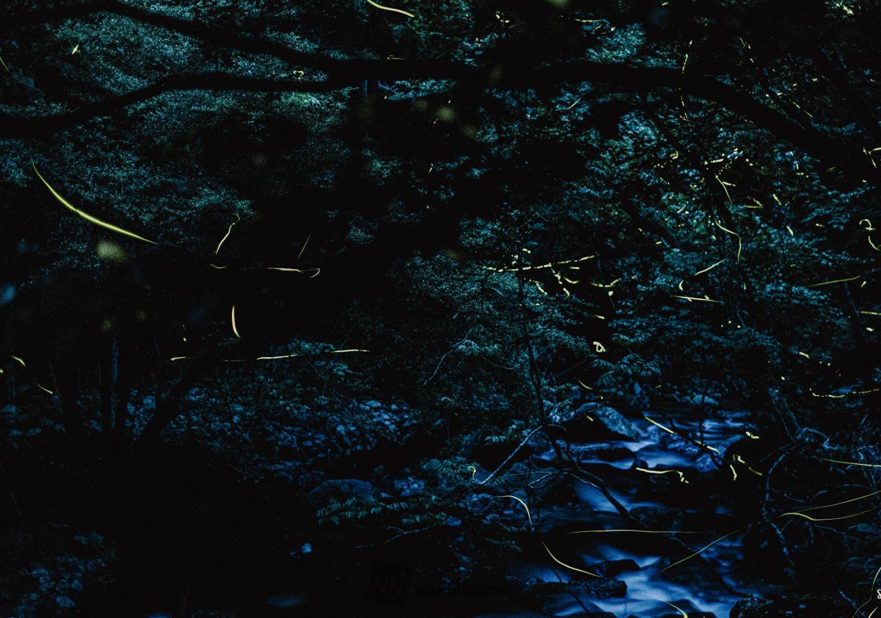 ほたる 畑谷川のホタル（上比延町～中畑町～住吉町）｜ にっぽんまんなか紀行