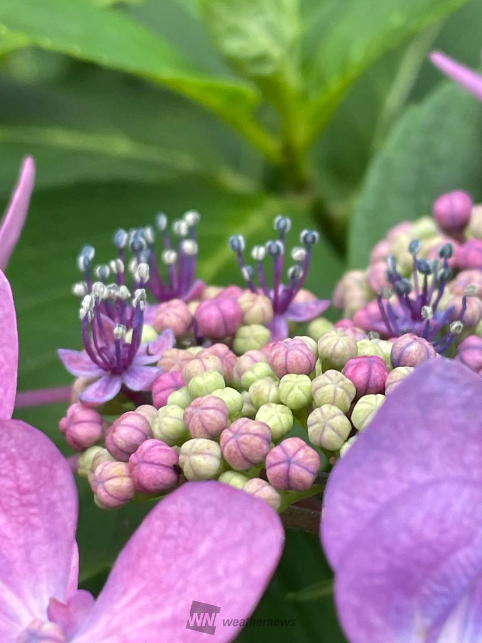 先日の八景島シーパラダイスの紫陽花 | 神奈川県横浜市金沢区 | ミミ