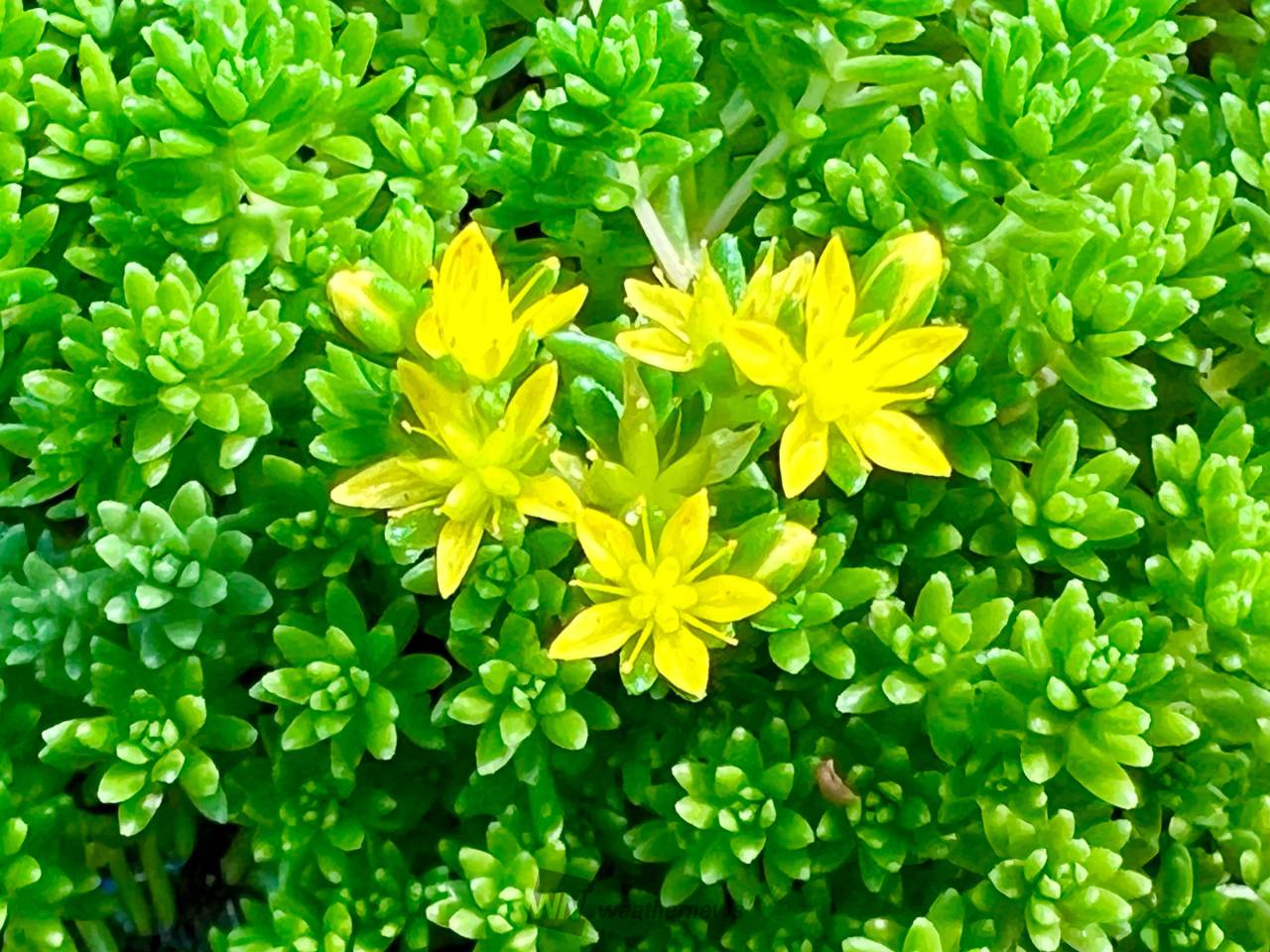 道端に咲く多肉植物のセダム(万年草)の花 | 埼玉県鴻巣市 | いろは