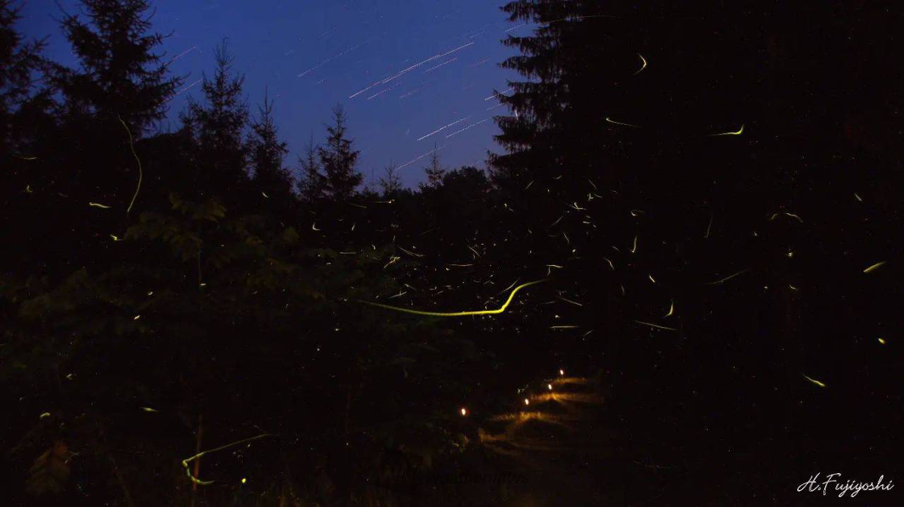 草の木、ホタルにて 日本語) ホタルがいる森・鎌倉広町緑地 | 江ノ島タクシー株式会社