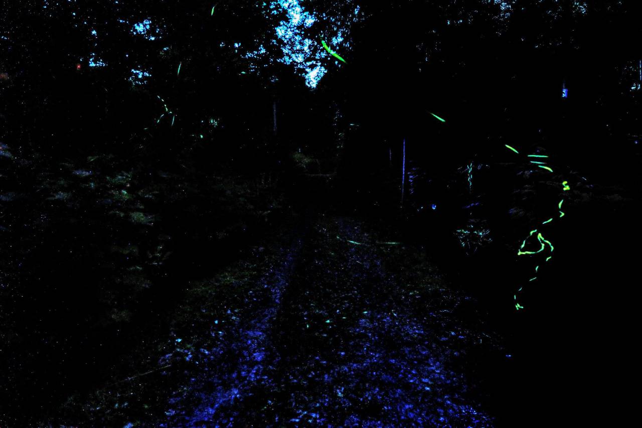 ほたる絶景写真館 注目の空の写真 ウェザーニュース