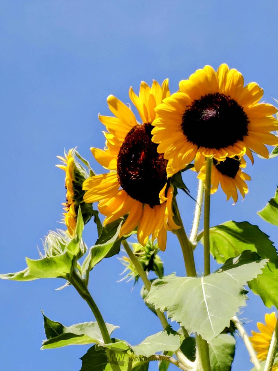 ひまわりが映える青空 注目の空の写真 ウェザーニュース