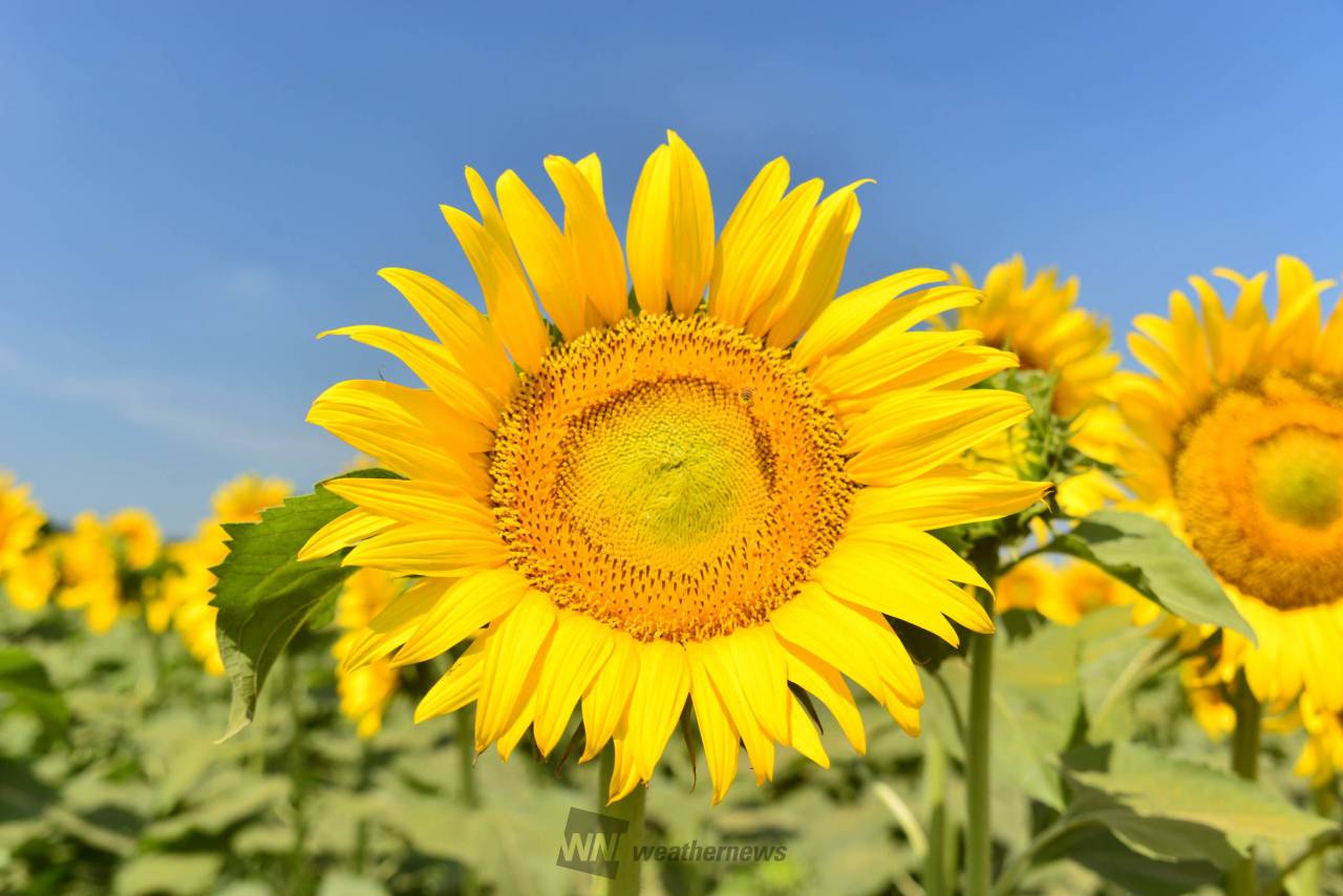 ひまわりが映える青空 注目の空の写真 ウェザーニュース