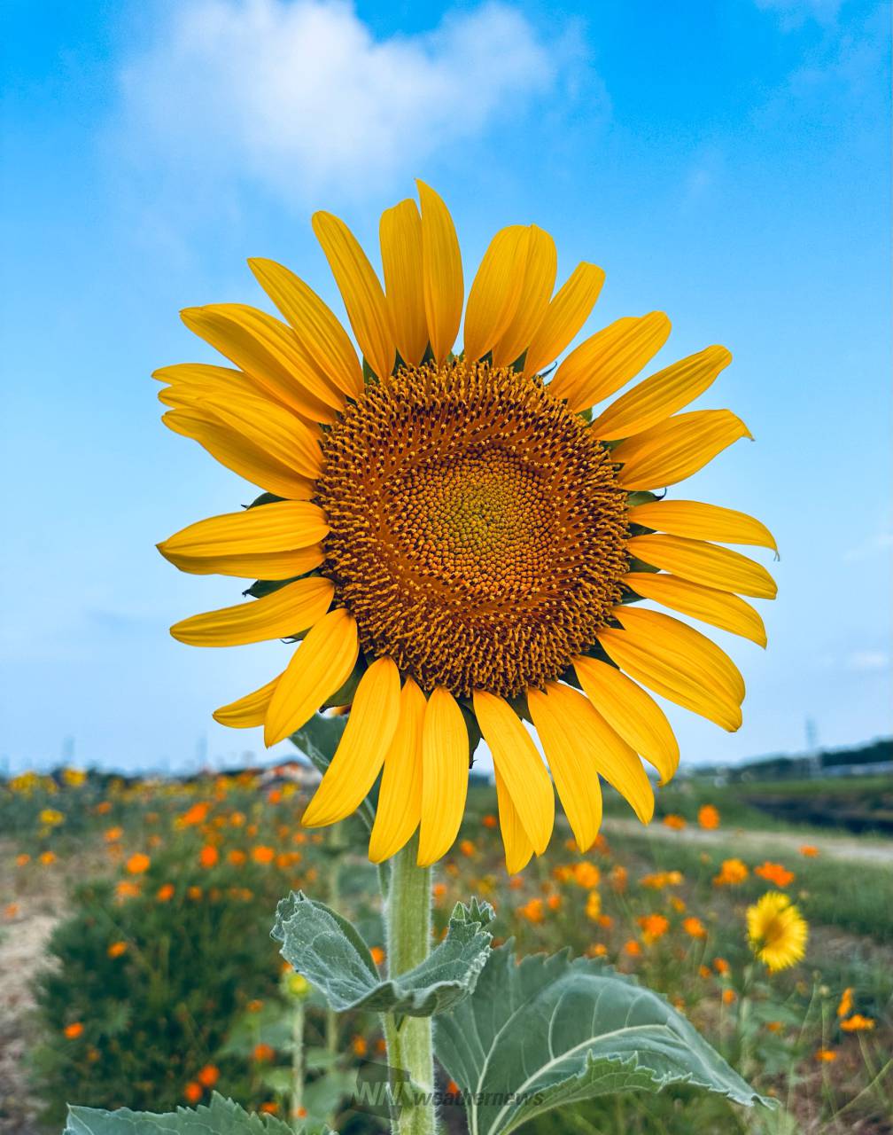 青空×ひまわり 注目の空の写真 ウェザーニュース