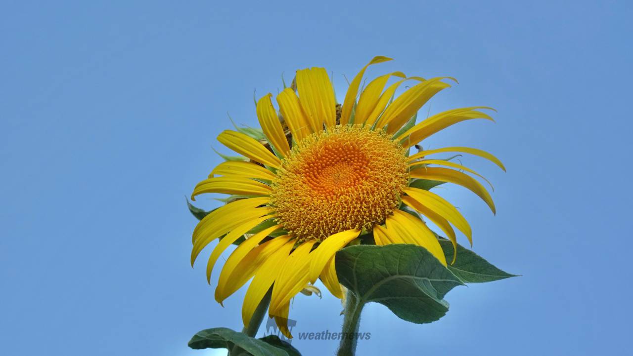 青空×ひまわり 注目の空の写真 ウェザーニュース