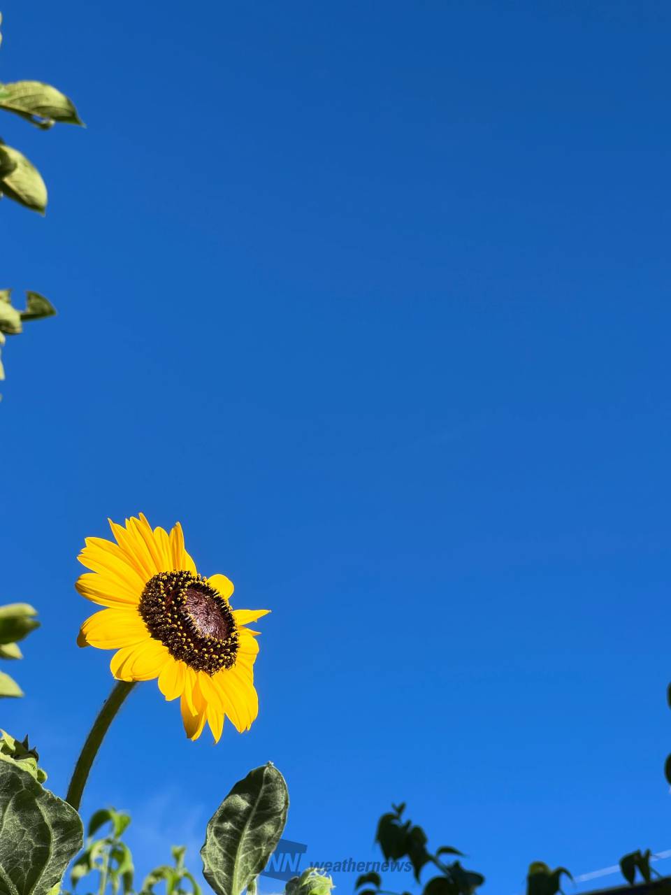青空×ひまわり 注目の空の写真 ウェザーニュース