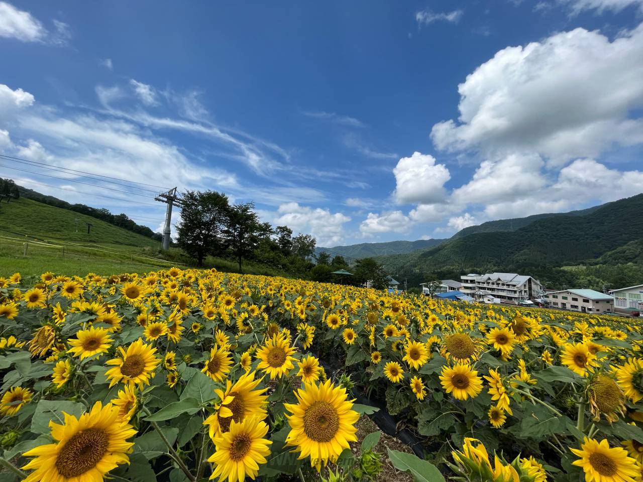 青空×ひまわり 注目の空の写真 ウェザーニュース