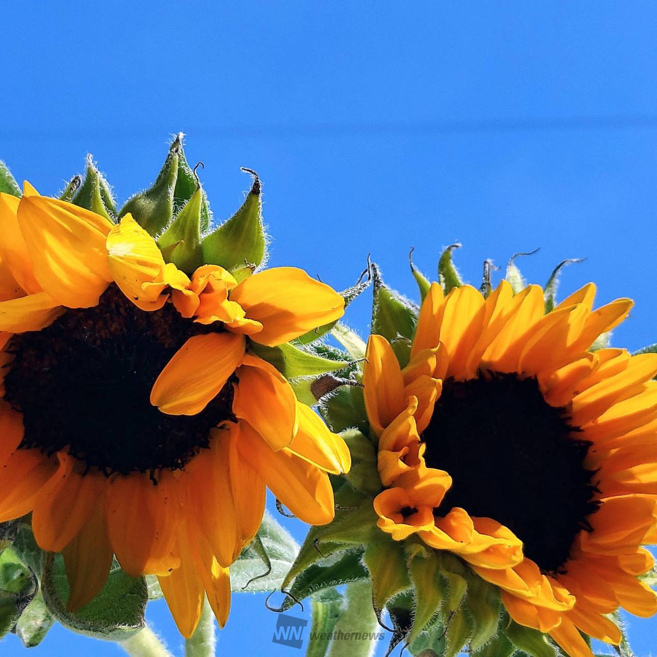 青空×ひまわり 注目の空の写真 ウェザーニュース
