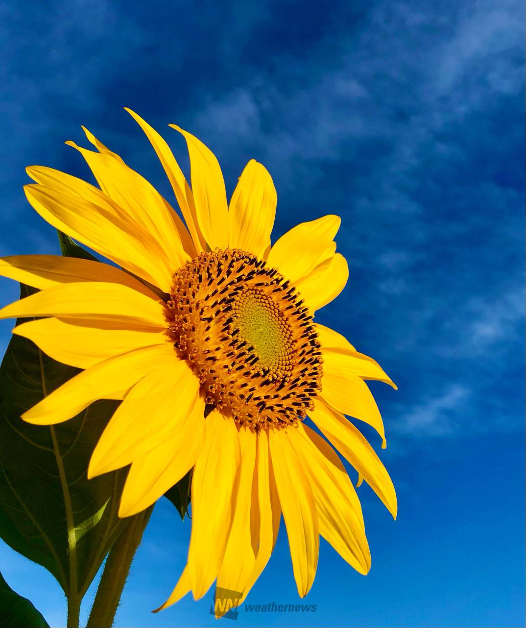 青空×ひまわり 注目の空の写真 ウェザーニュース
