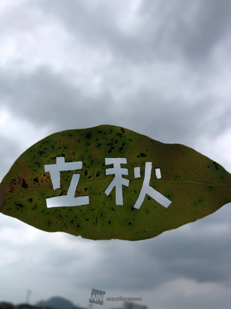 葉っぱ切り絵」にチャレンジ 注目の空の写真 ウェザーニュース
