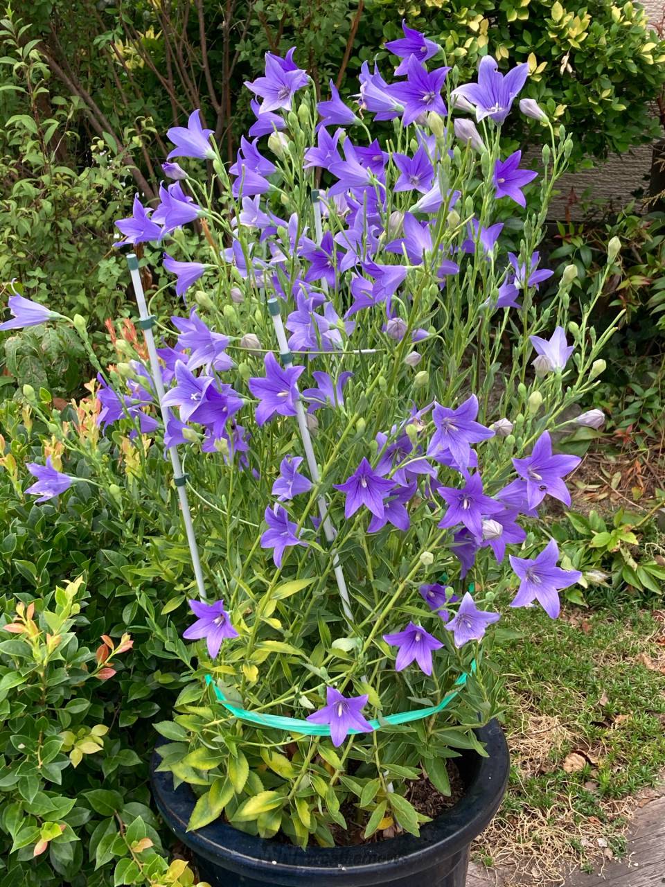 桔梗の鉢植え。ちょっと珍しいかも。秋色の | 福岡県北九州市八幡西区