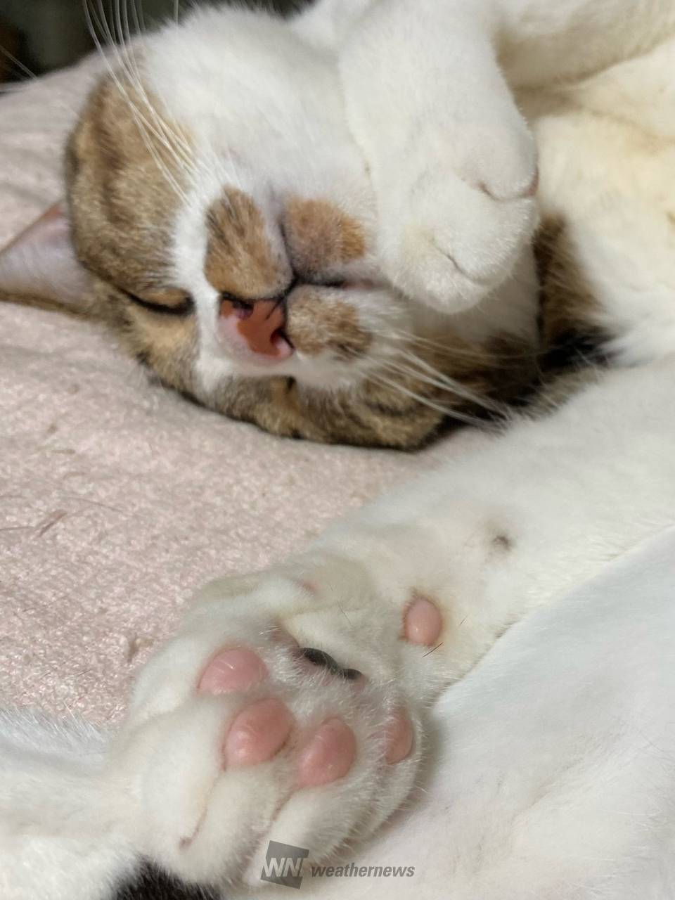 毎月22日は猫の日 注目の空の写真 ウェザーニュース