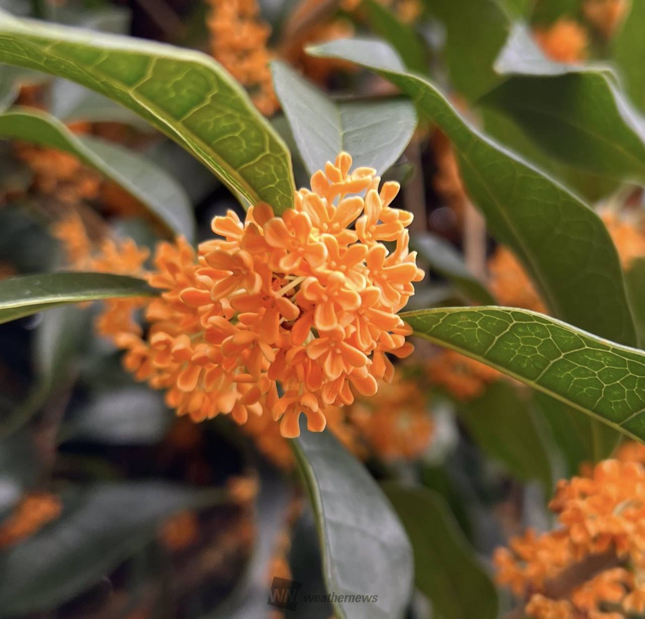 金木犀（キンモクセイ）香った？ 注目の空の写真 ウェザーニュース