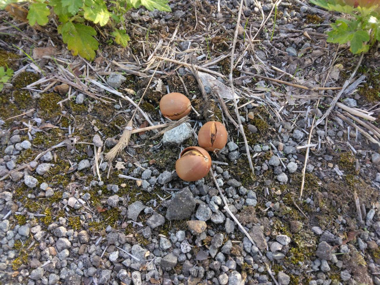 どんぐりページ　年末限定✨選べる天然石セット✨ どんぐりひのきセット さくら・山吹・若草 | こまむぐ |公式通販｜日本