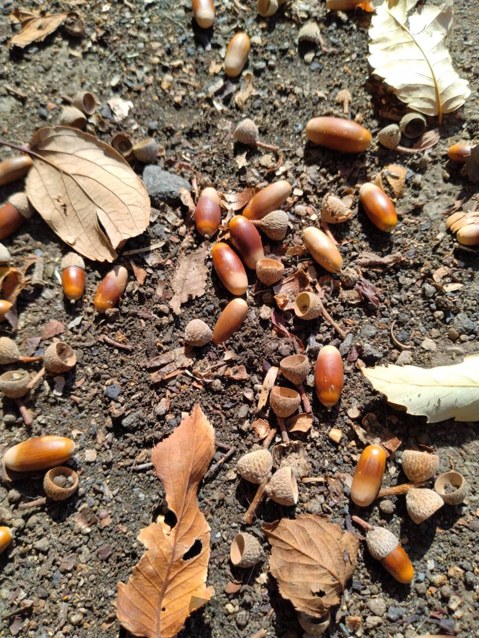 どんぐり見つけた 注目の空の写真 ウェザーニュース