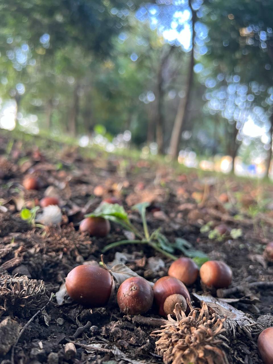 どんぐり見つけた 注目の空の写真 ウェザーニュース