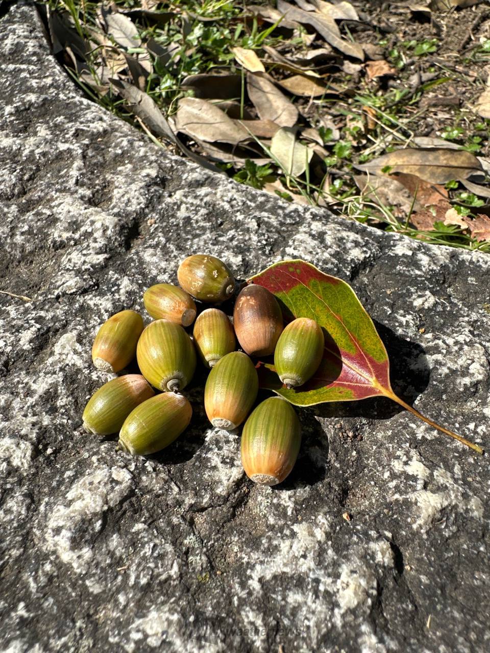 どんぐり見つけた 注目の空の写真 ウェザーニュース