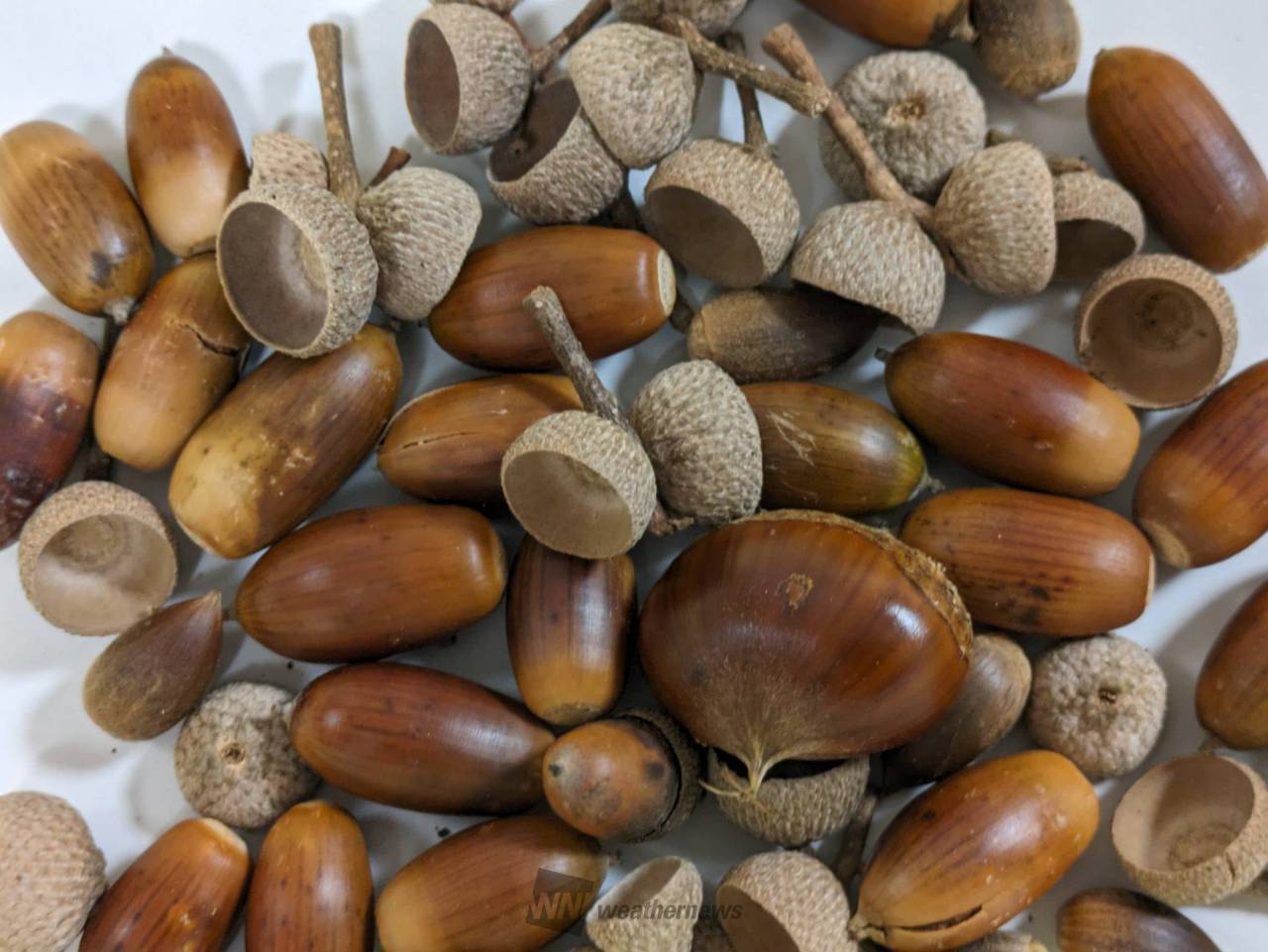 どんぐり見つけた 注目の空の写真 ウェザーニュース