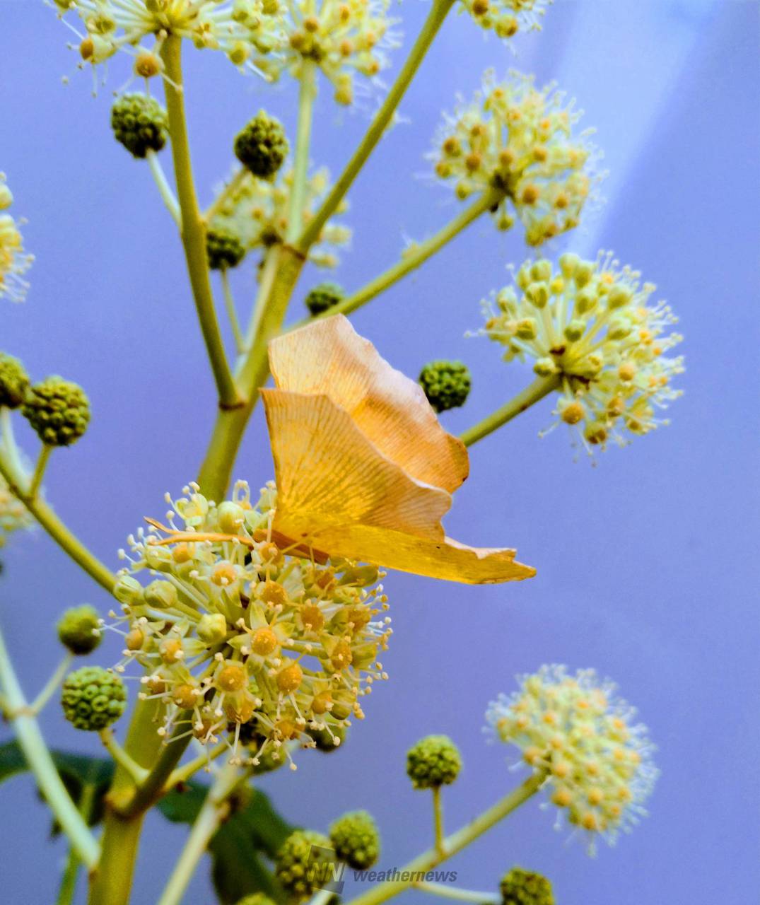 イチョウでちょうちょ🦋 注目の空の写真 ウェザーニュース