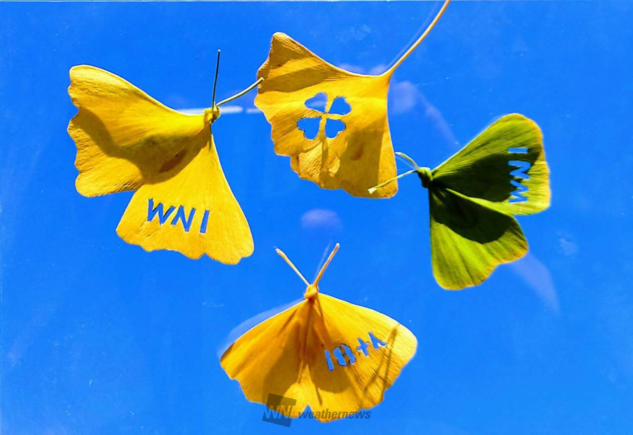 イチョウでちょうちょ🦋 注目の空の写真 ウェザーニュース