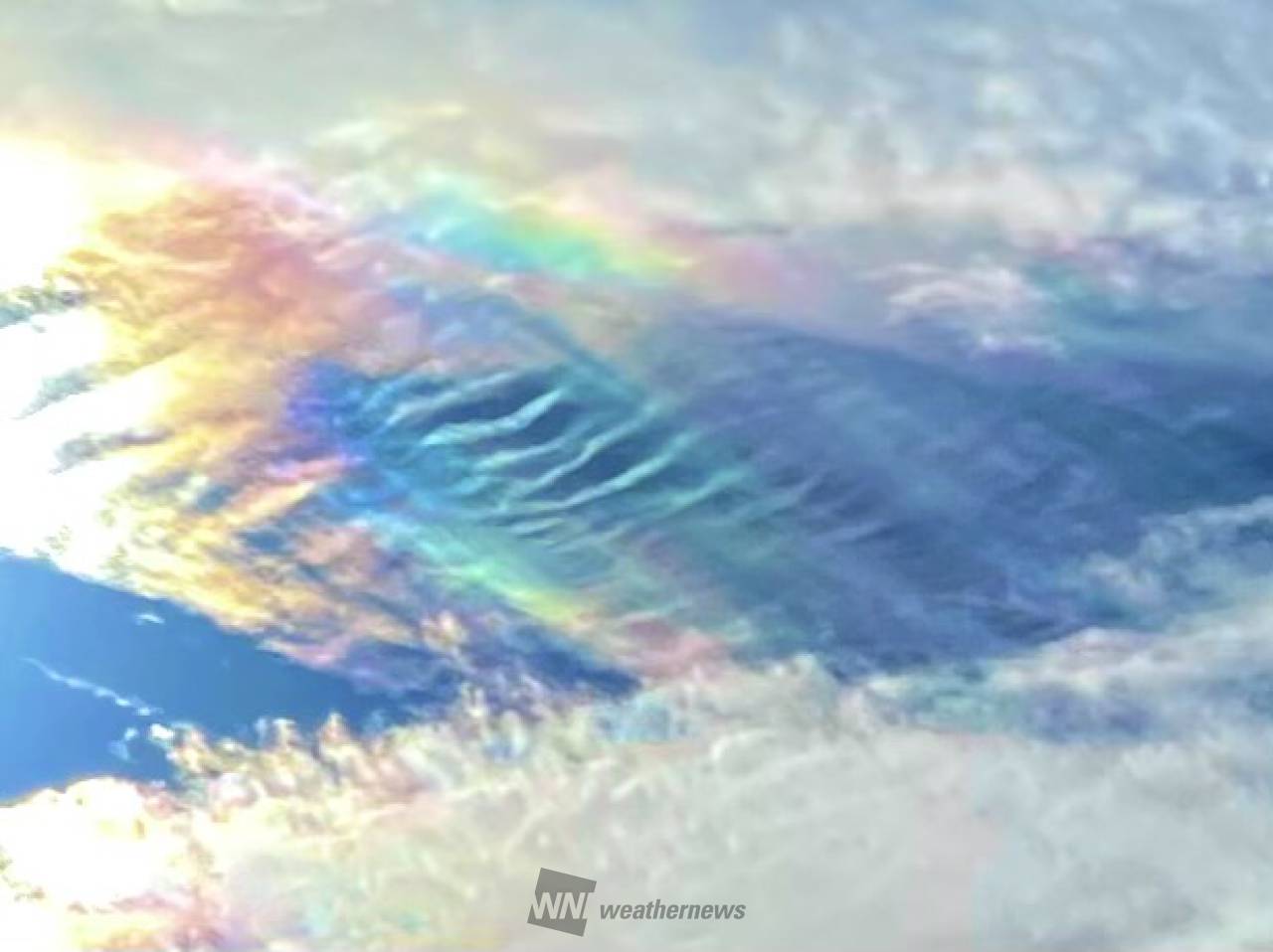 雲彩親株 雲彩親株 【公式通販】