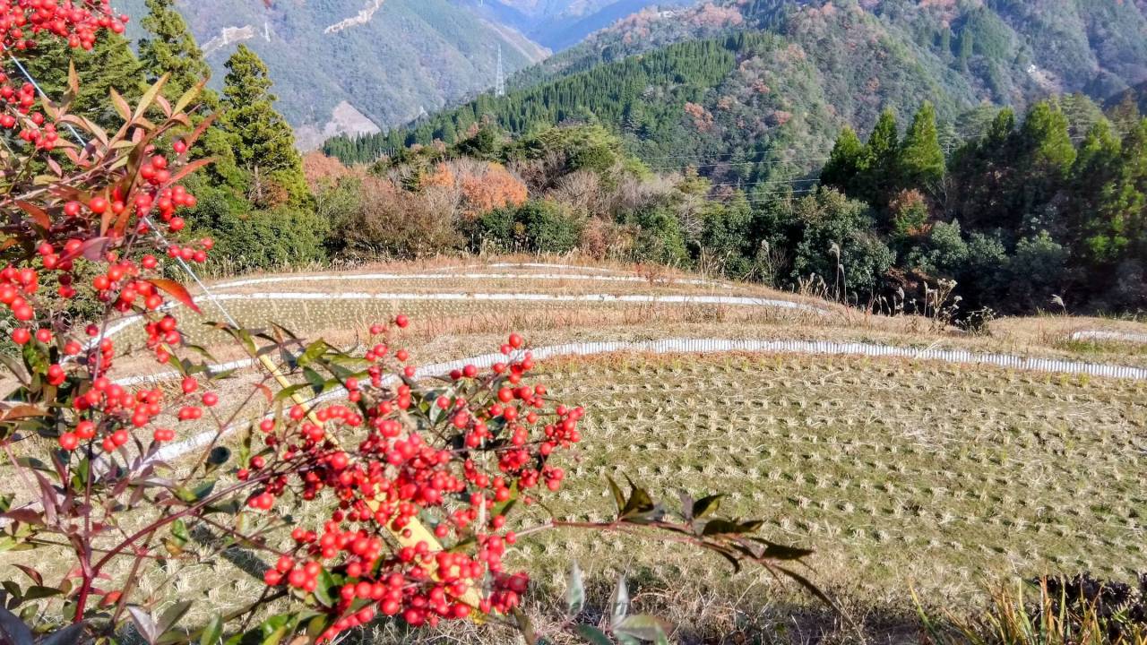 四季折々の棚田 注目の空の写真 ウェザーニュース