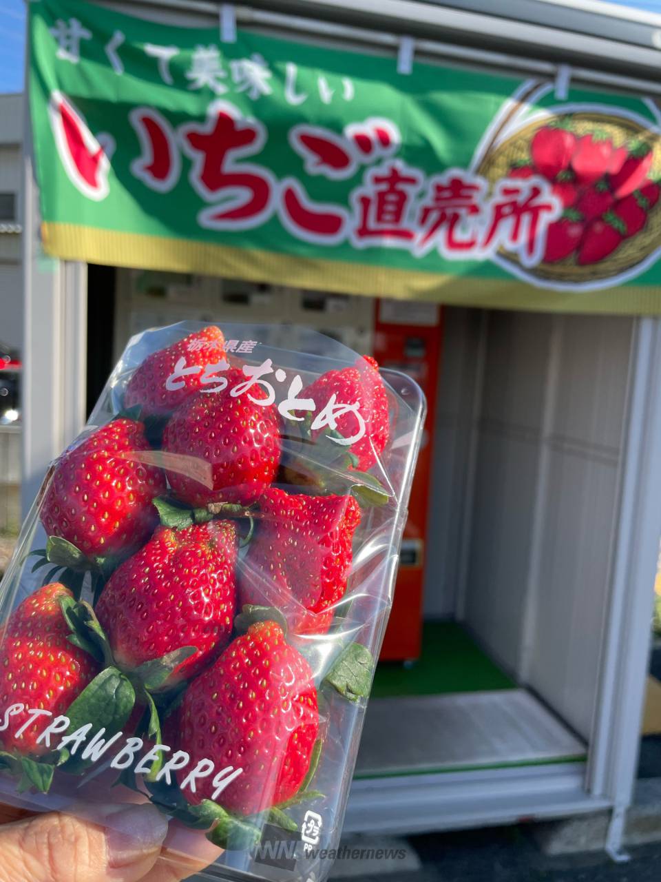 イチゴ🍓自販機にて。 栃木県産 とちお | 栃木県足利市 | にゃんこ先生