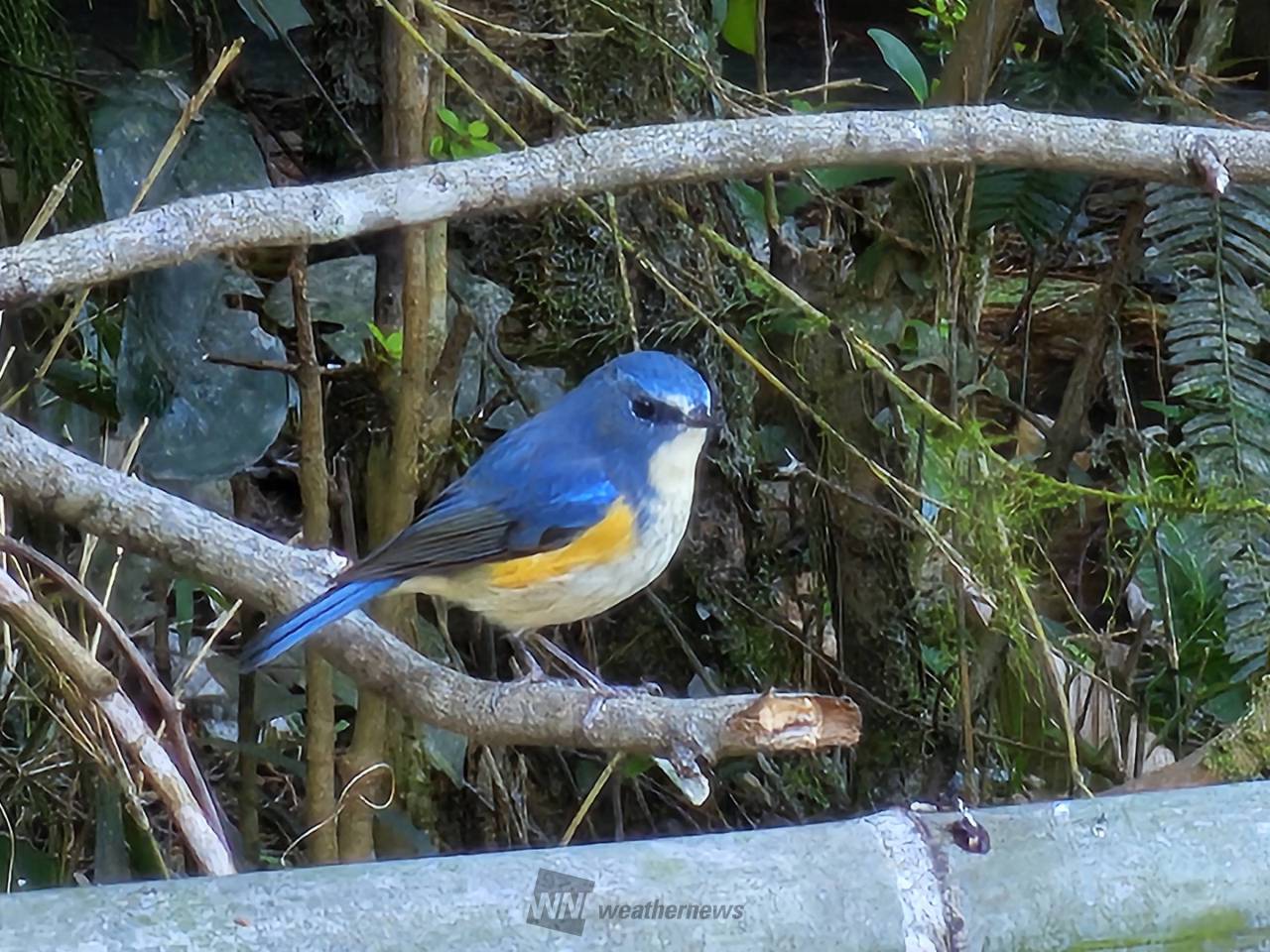 こんばんは。 🐦️幸せの青い鳥、ルリビ | 静岡県袋井市 | hotaru