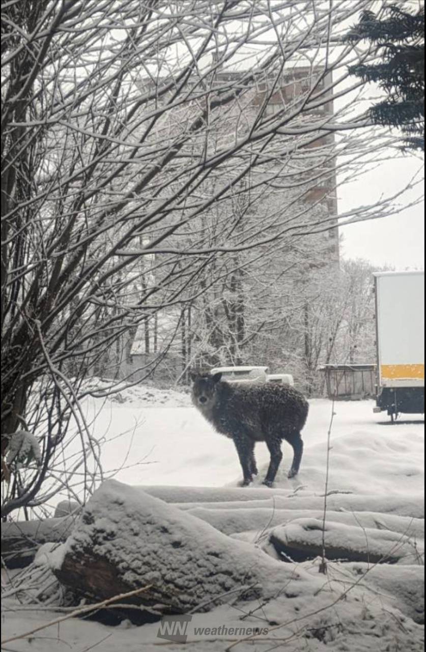 丸雪 茨城など関東北部で雪化粧 注目の空の写真 ウェザーニュース