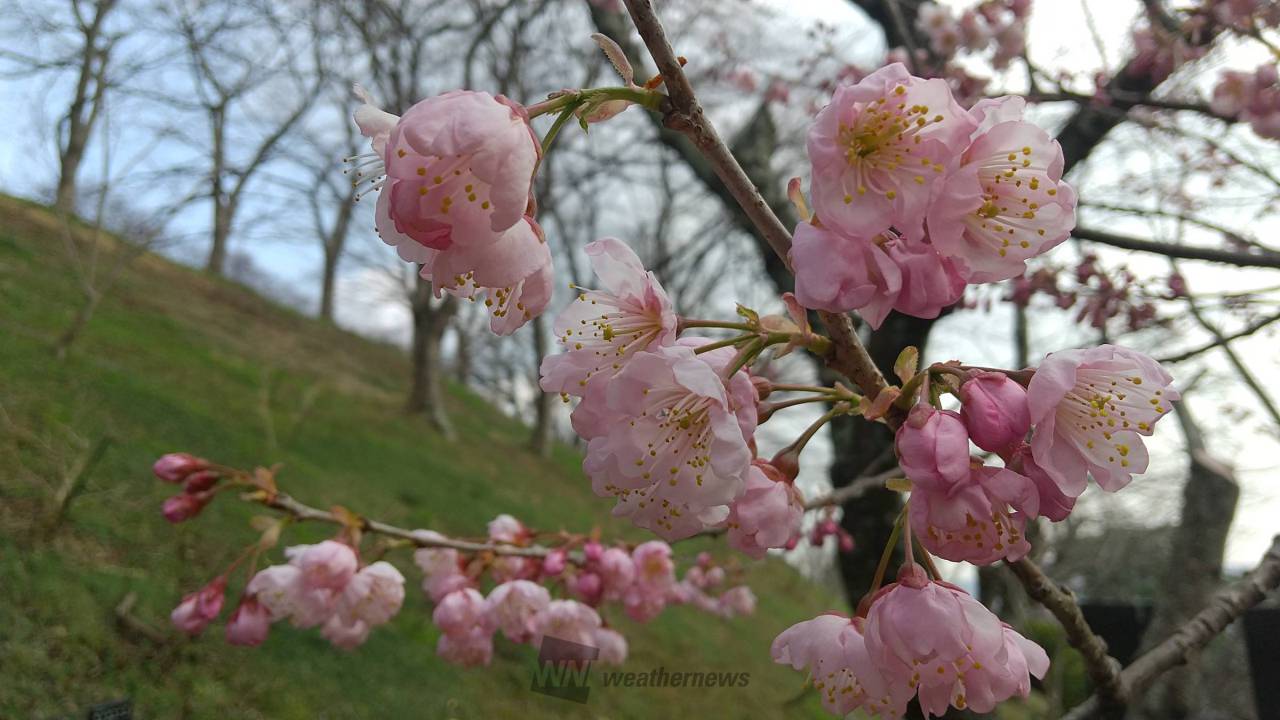 椿寒桜です。 花言葉は 優れた美人 精神 | 岡山県岡山市北区 