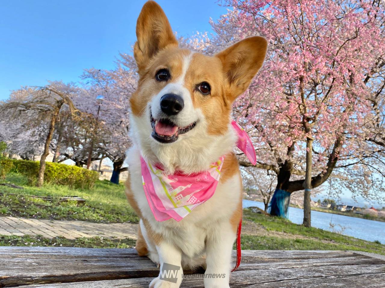 2021年から桜プ...