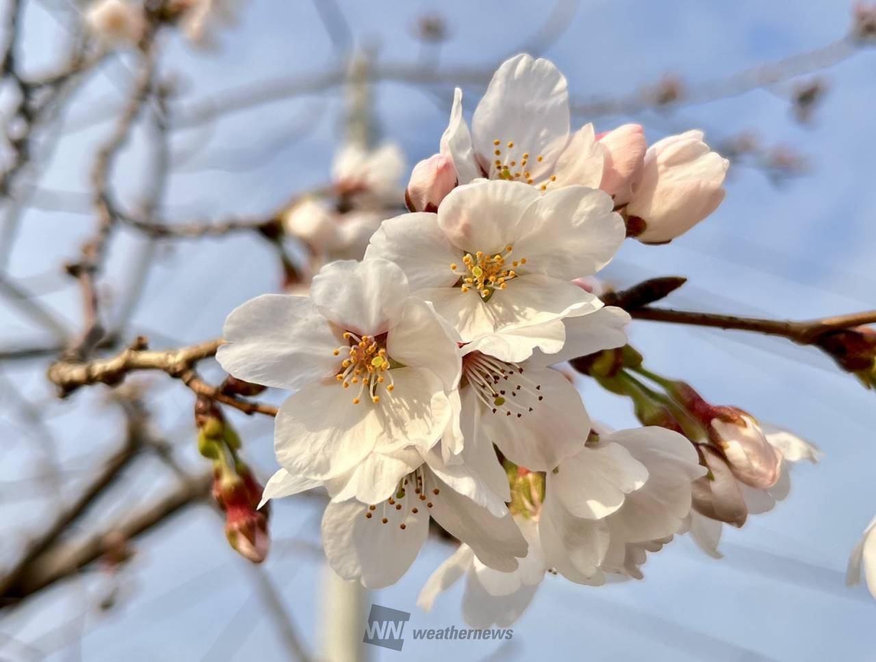 正直リポーターにな...