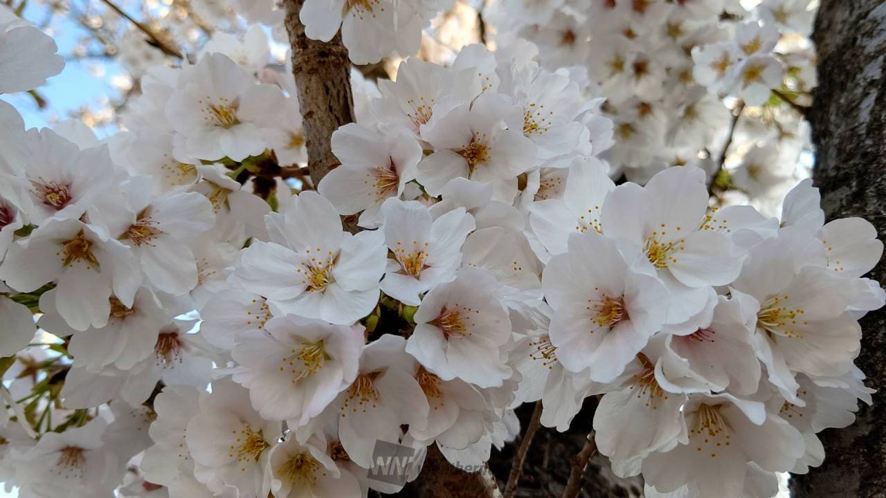 〜マイ桜エピソード...